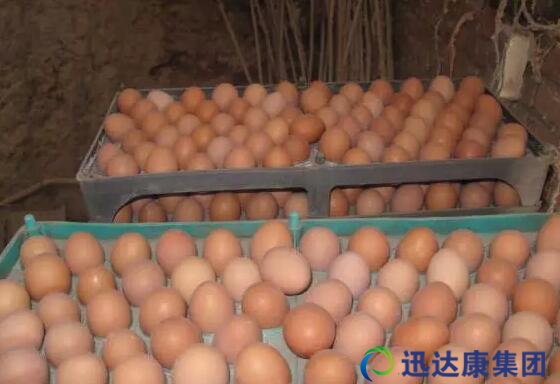 增產的雞蛋